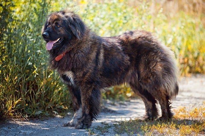 Caucasian Mountain Dog Temperament: Fearless & Kind