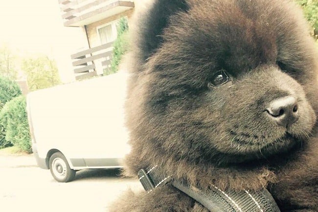 Brown Chow Chow
