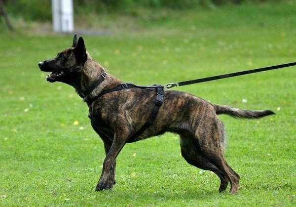 Shepherd Breeds: 11 Different Types of Shepherd Dogs