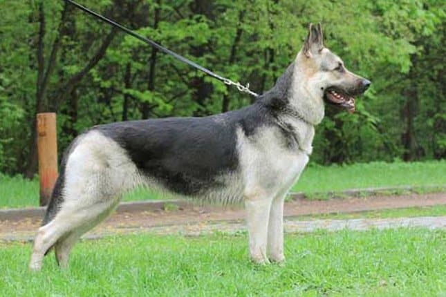 Shepherd Breeds: 11 Different Types of Shepherd Dogs