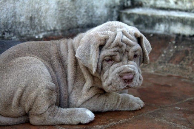 Mastiff Dog Breed