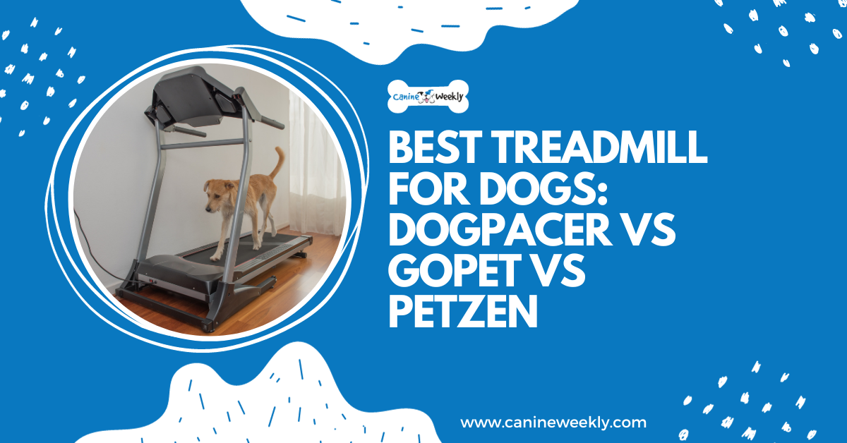 Best Treadmill for Dogs DogPACER vs GoPet vs Petzen