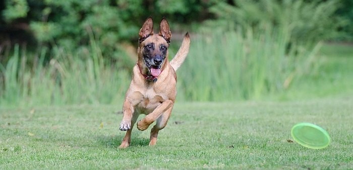 treadmill for dogs