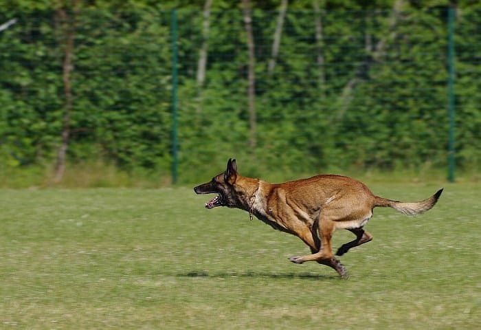treadmill for dogs