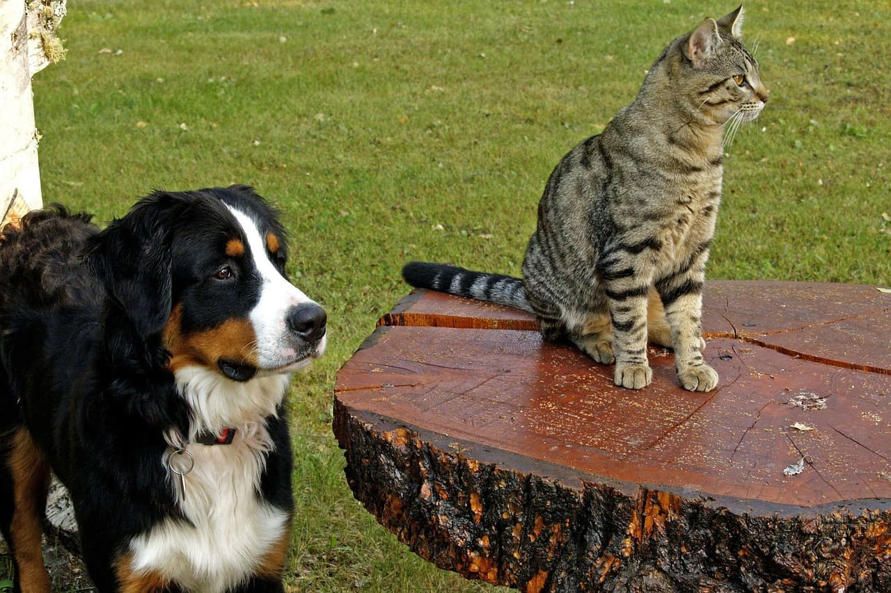 Are Bernese mountain dogs prey driven?