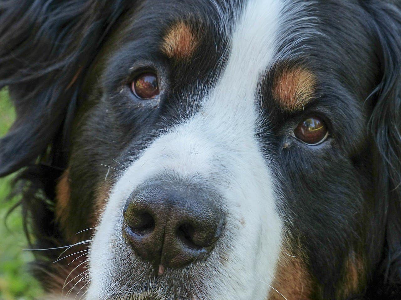 Bernese Mountain Dog Temperament Fantastic Family Pets