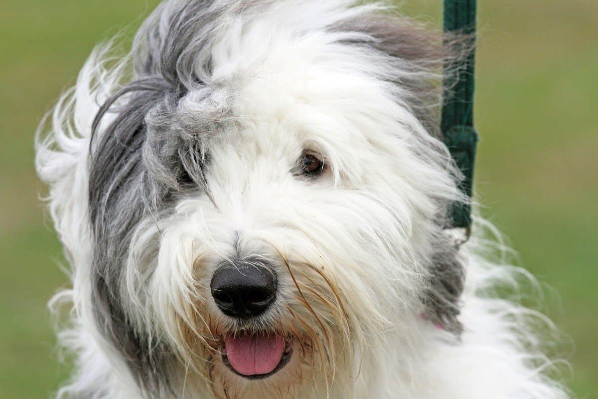 large white fluffy dog