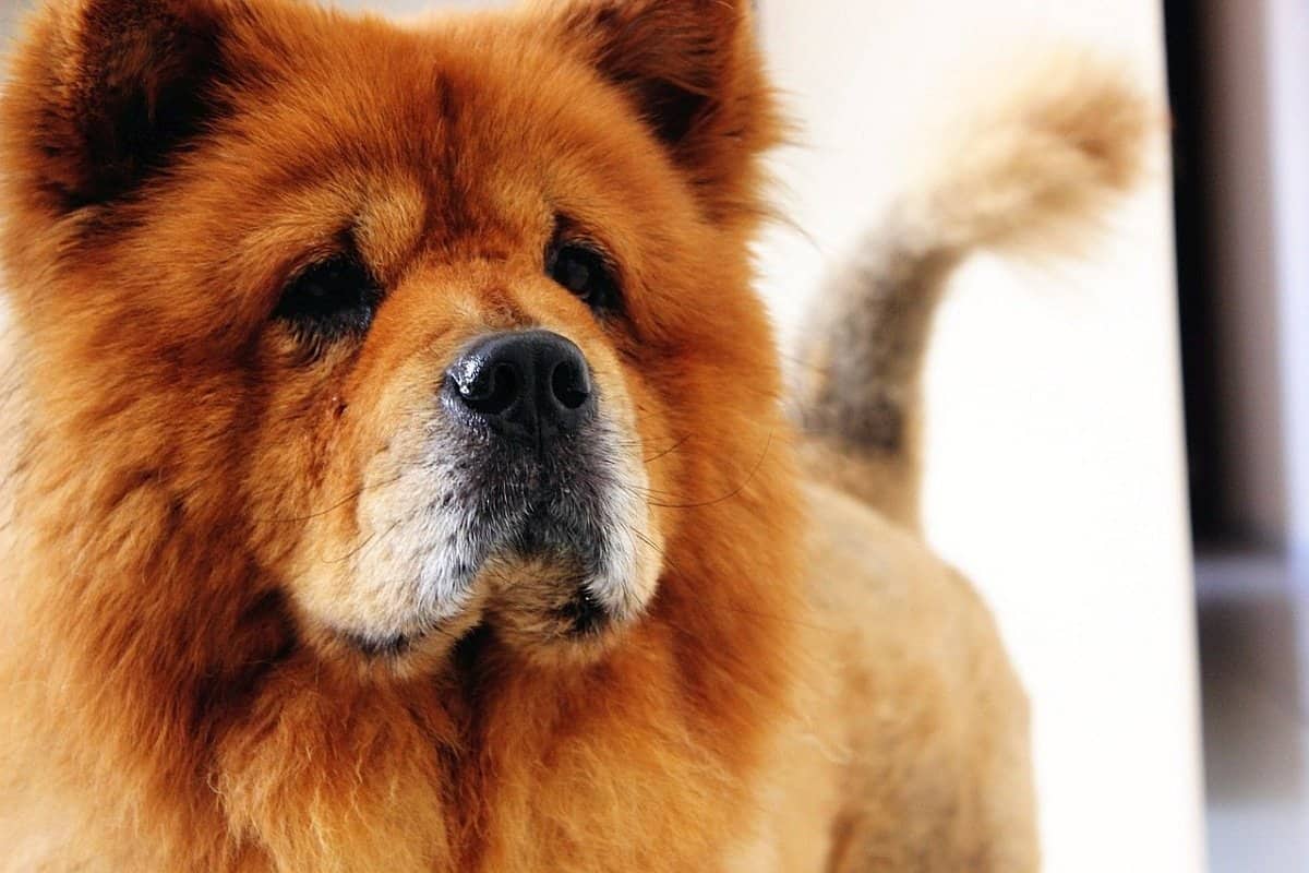 long lived dog long lived dog