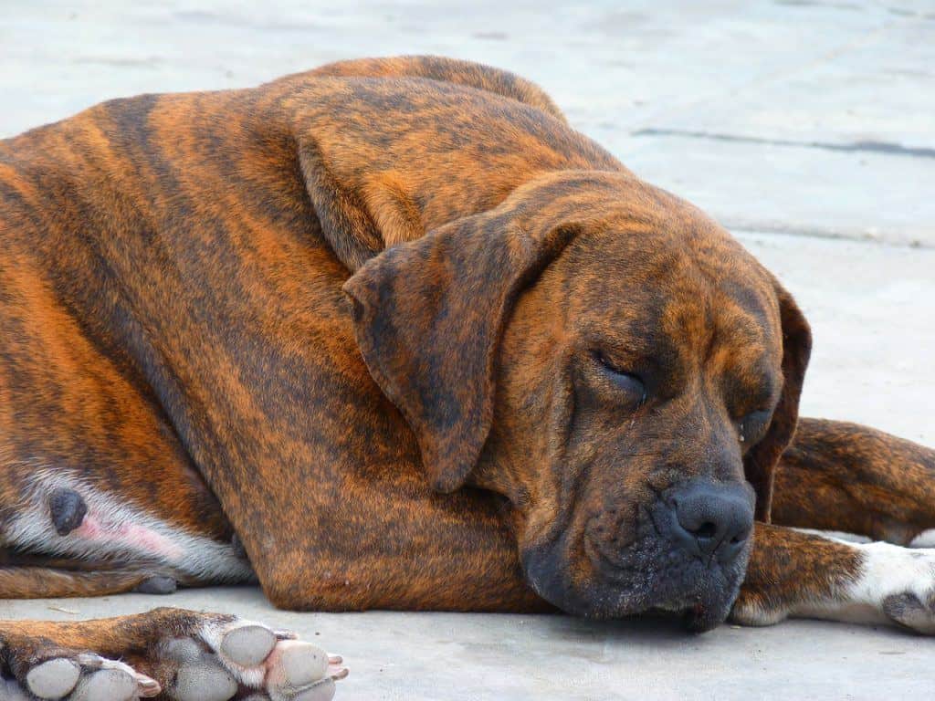 11 Best Large Breed Dog Food Picks In 2019 Canine Weekly