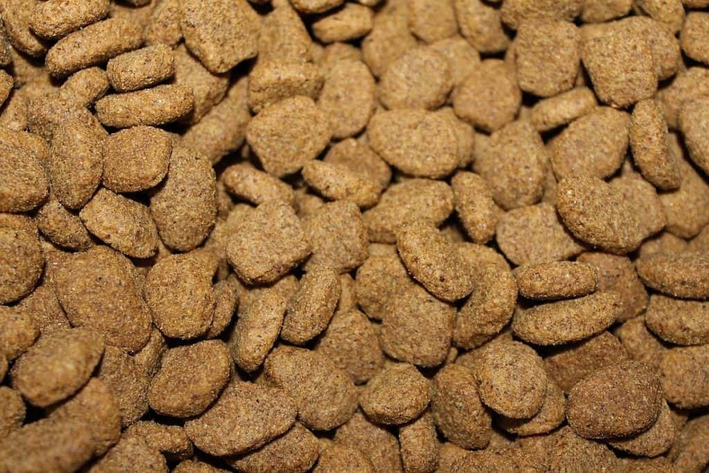 canineintcta-item__image