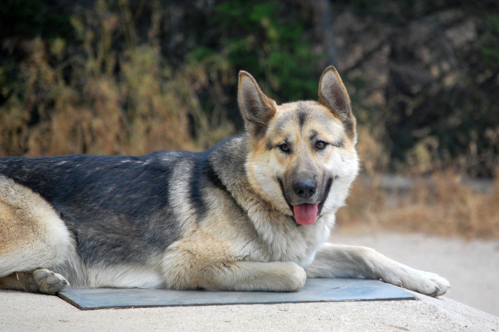 german-shepherd-husky-mix-15-facts-about-the-gerberian-shepsky