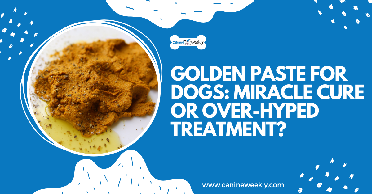 Golden Paste for Dogs Miracle Cure or OverHyped? Canine Weekly