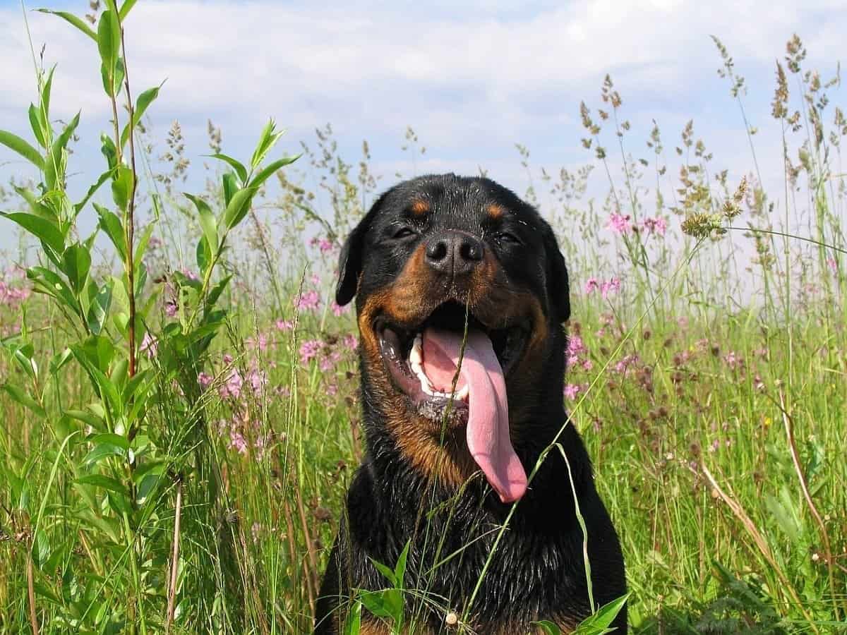 Rottweiler Temperament: Top Personality and Character Traits
