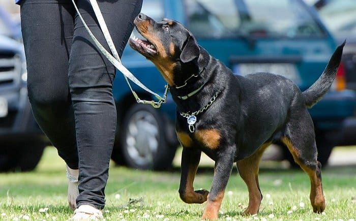 rottweiler temperament 3 rottweiler personality 3