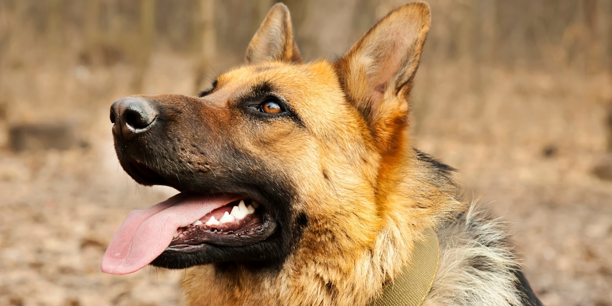 7 Basic German Shepherd Training Tips Basic and Helpful Hints