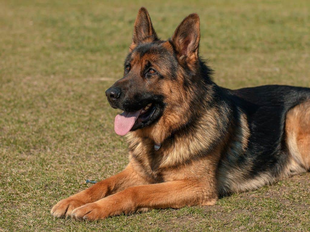 Do German Shepherds Shed A Lot? How Much? | Canine Weekly