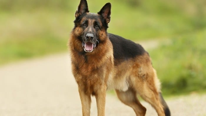German shepherd training 2 German shepherd training 2