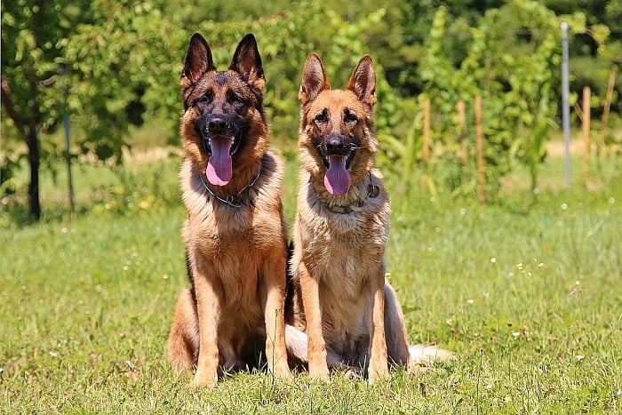 German shepherd training 3 German shepherd training 3