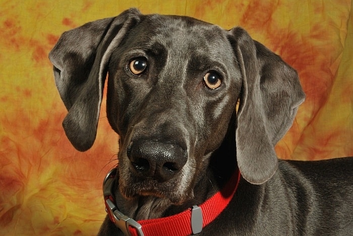 dog ear infections 2 dog ear infections 2