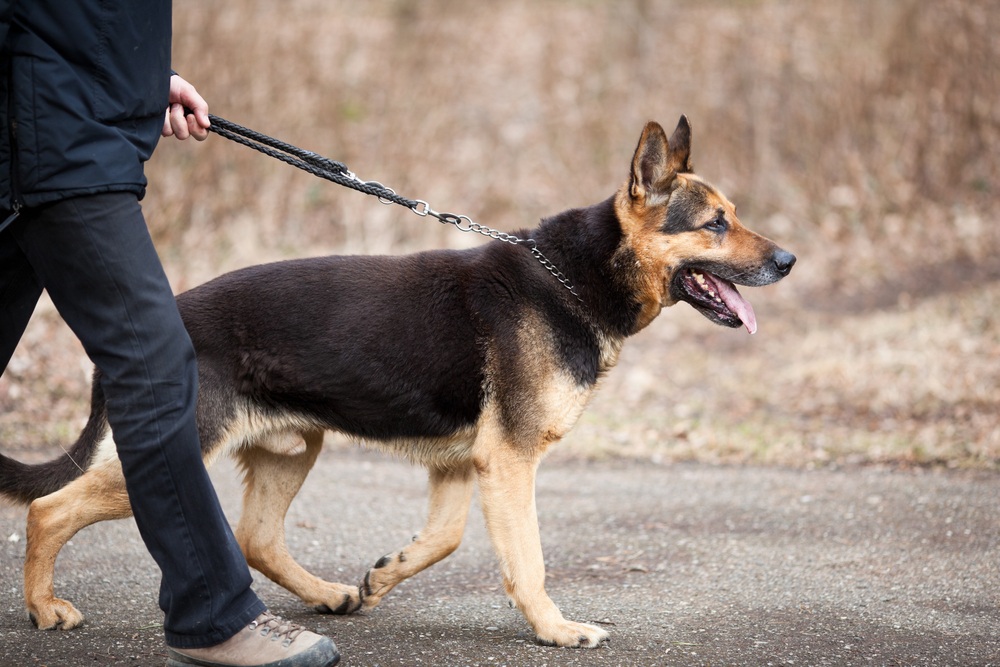 7 Basic German Shepherd Training Tips Basic and Helpful Hints
