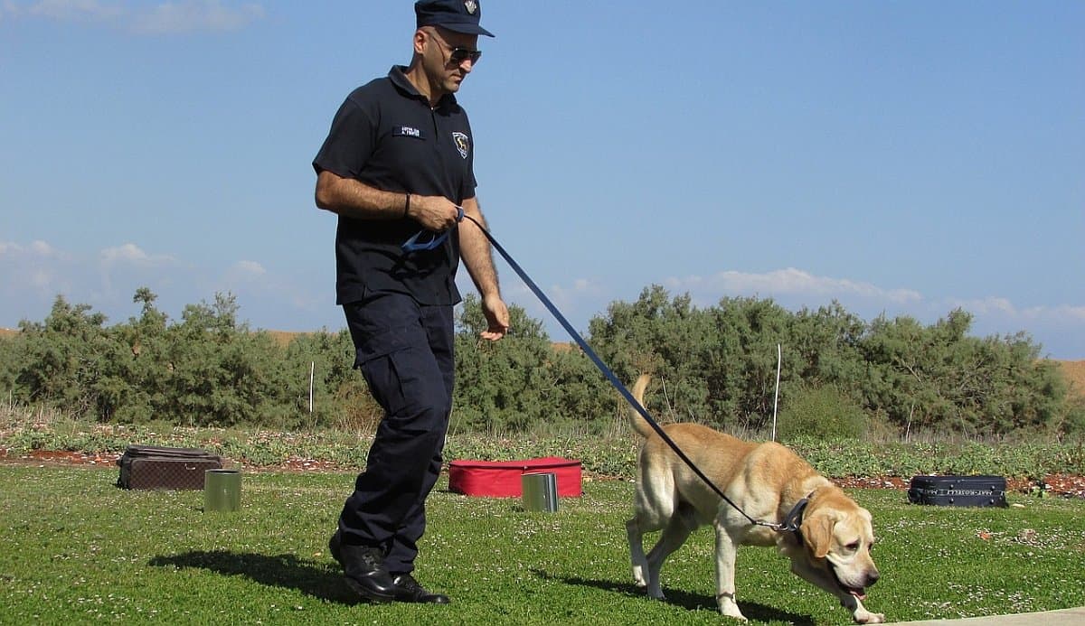 training treats 2 training treats 2