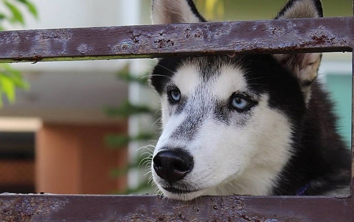 Curated visual reference: Jumbo Dog Crate For Separation Anxiety Reference: 5 Best Dog Crates For Separation Anxiety 2020