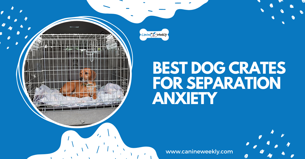5 Best Dog Crates for Separation Anxiety 2024 | Canine Weekly