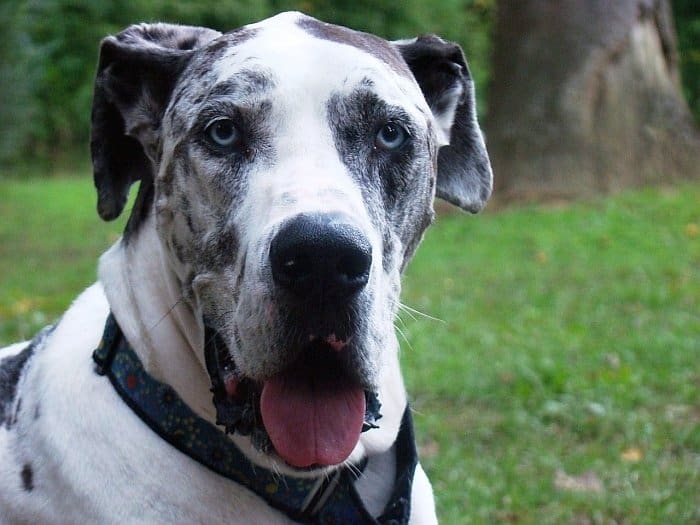 giant dog breeds 1 giant dog breeds 1