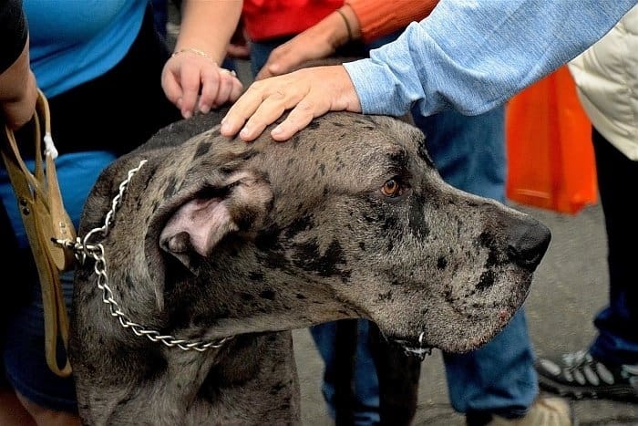 giant dog breeds 2 giant dog breeds 2