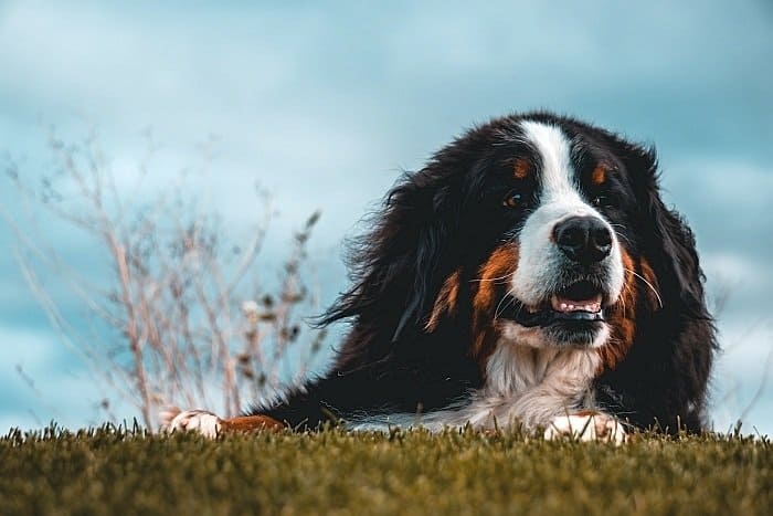 giant dog breeds 4 giant dog breeds 4