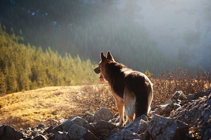 giant dog breeds 5 giant dog breeds 5