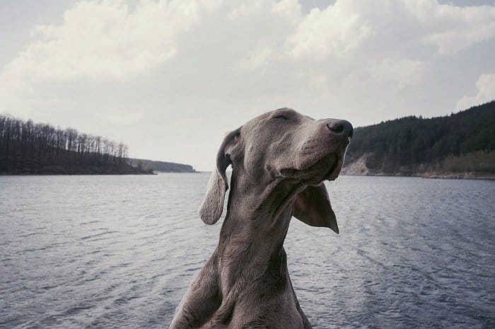 giant dog breeds 6 giant dog breeds 6