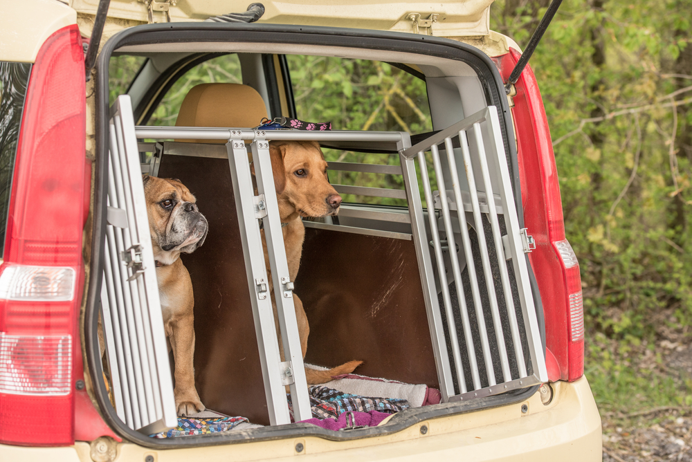 5 Best Dog Crates for Separation Anxiety 2020 Canine Weekly