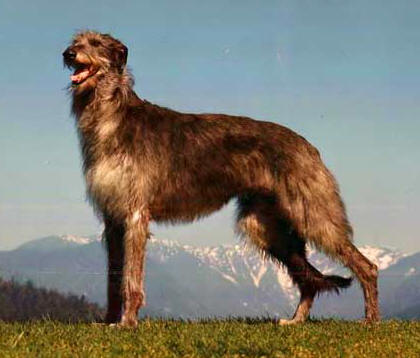 Irish Wolfhound Vs Scottish Deerhound: Similarities and Differences