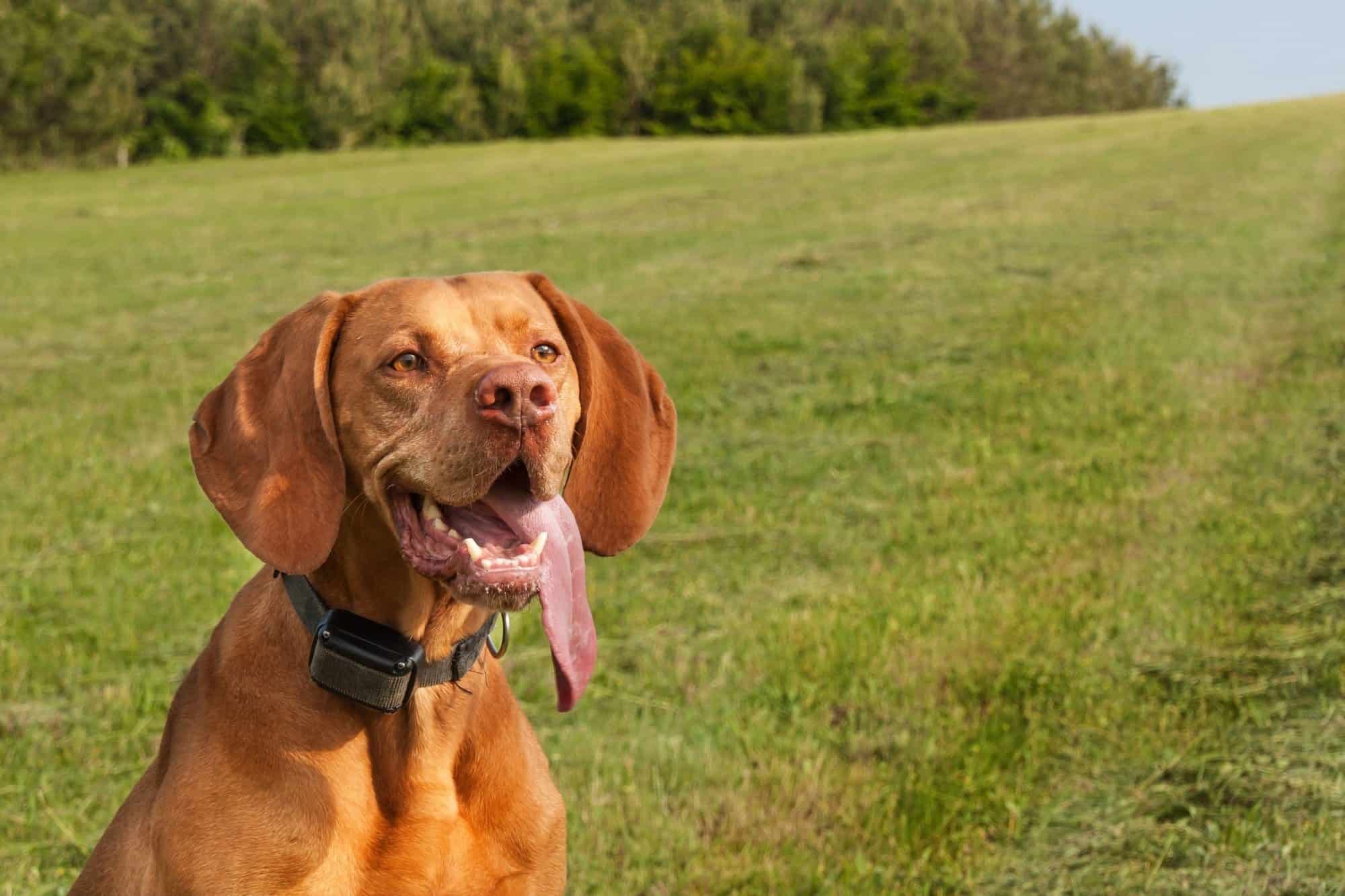 what is the best training collar for large dogs