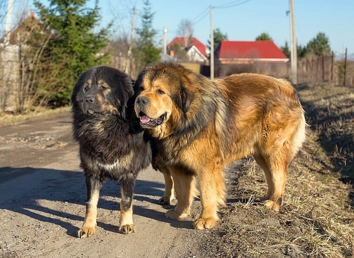 Tibetan Mastiff 1 Tibetan Mastiff 1