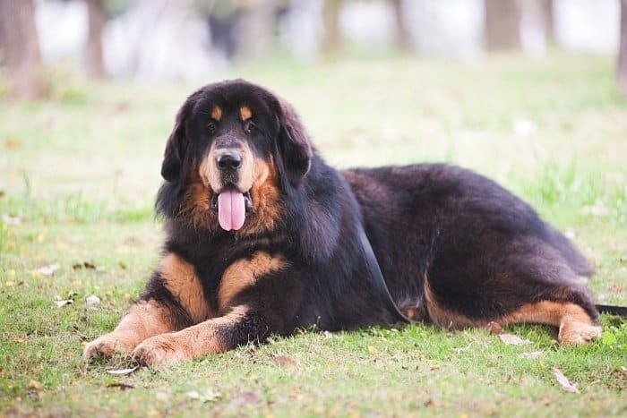 The Beautiful Tibetan Mastiff: Important Facts and Characteristics