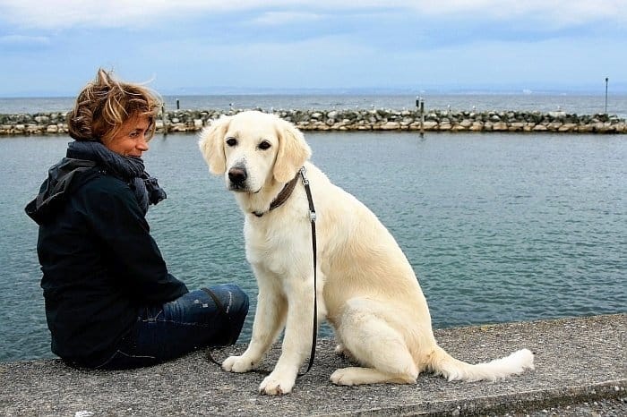 dogs for mental health dogs for mental health