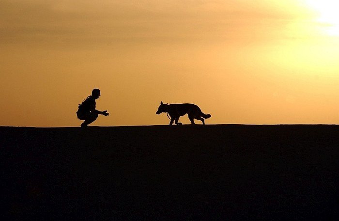 dogs good for health dogs good for health