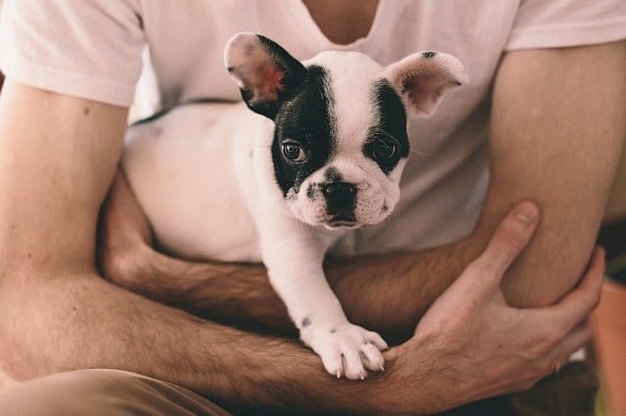 dogs help emotions dogs help emotions