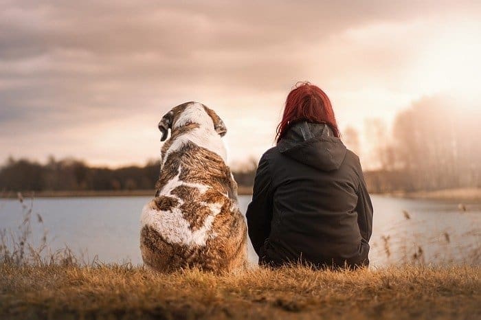 dogs treat depression dogs treat depression