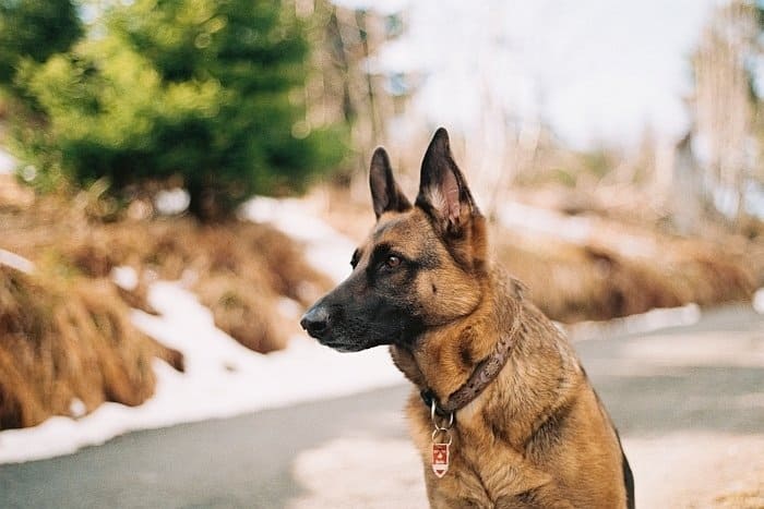giant dog breeds 8 giant dog breeds 8
