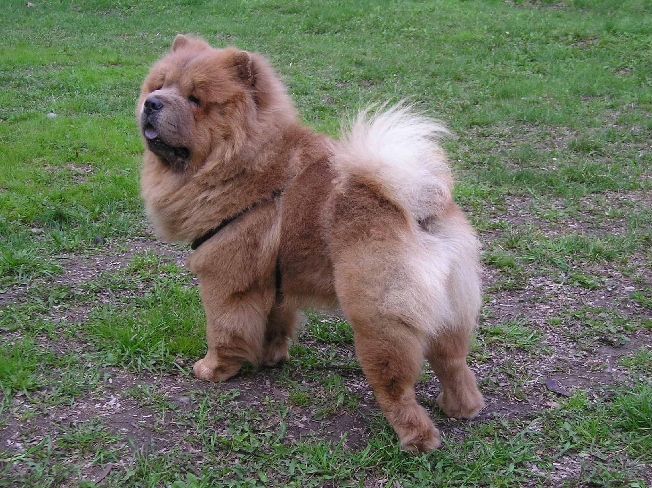 Chow Chow Long Living Chow Chow Long Living Breed