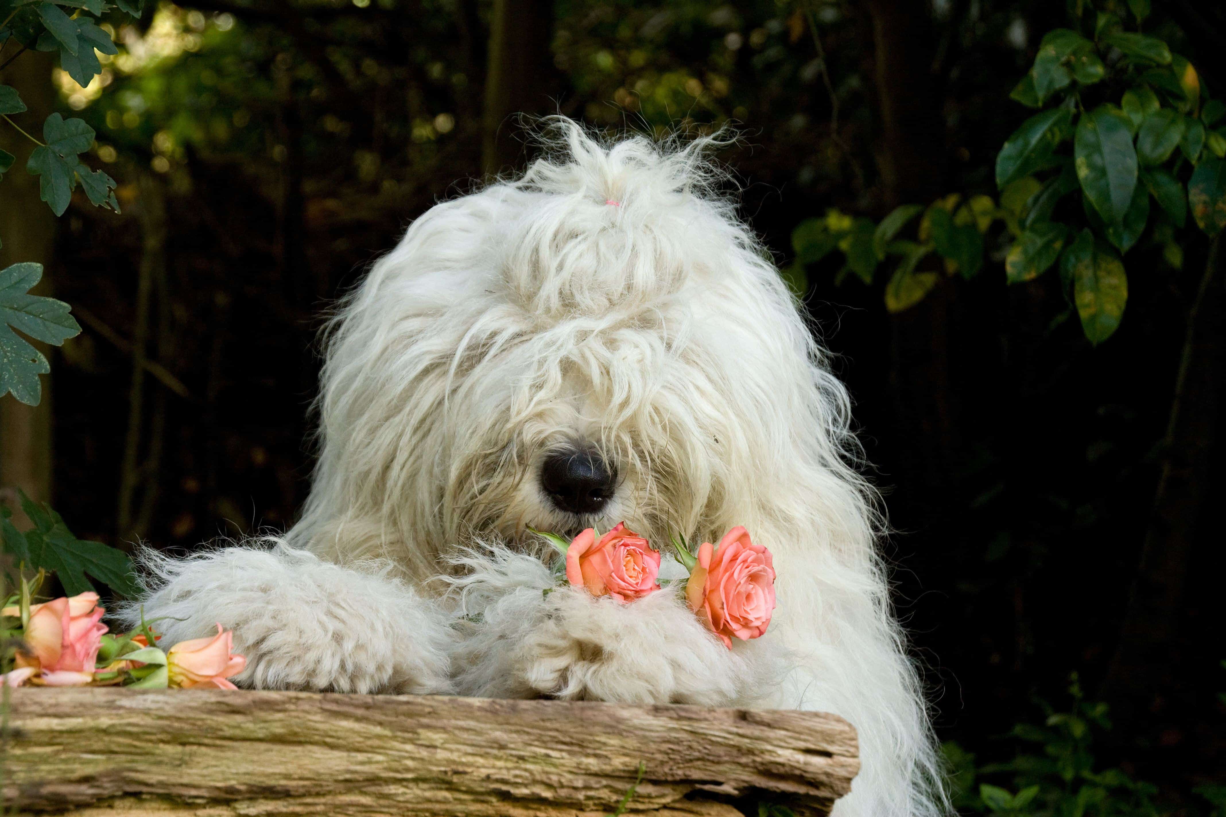 10 Irresistible Big Fluffy Dog Breeds | Canine Weekly