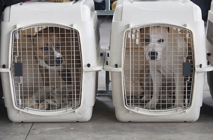 Best crates for large dogs 4 Best crates for large dogs 4