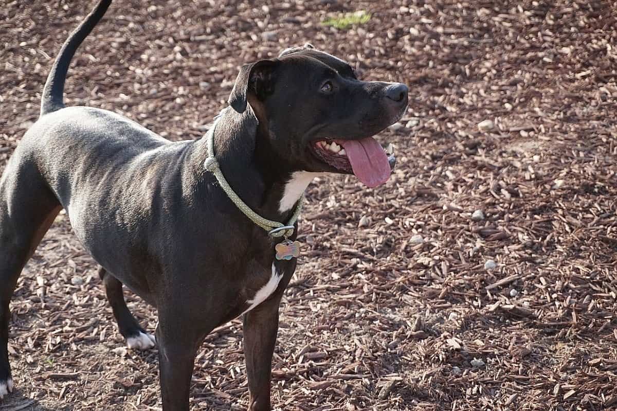 best dog dewormers 2 best dog dewormers 2