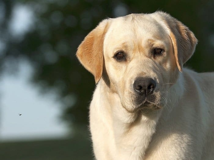 best dog dewormers 3 best dog dewormers 3