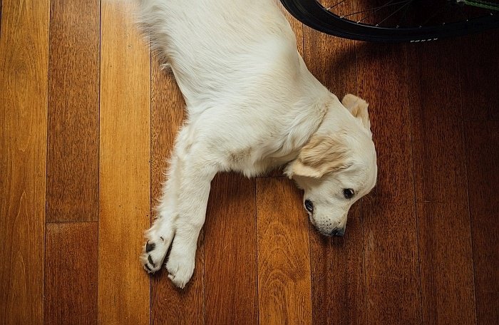 best dog dewormers 4 best dog dewormers 4