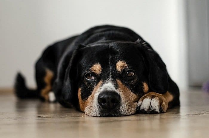 bloat in dogs 3 bloat in dogs 3