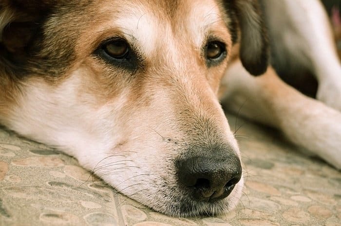 bloat in dogs 6 bloat in dogs 6